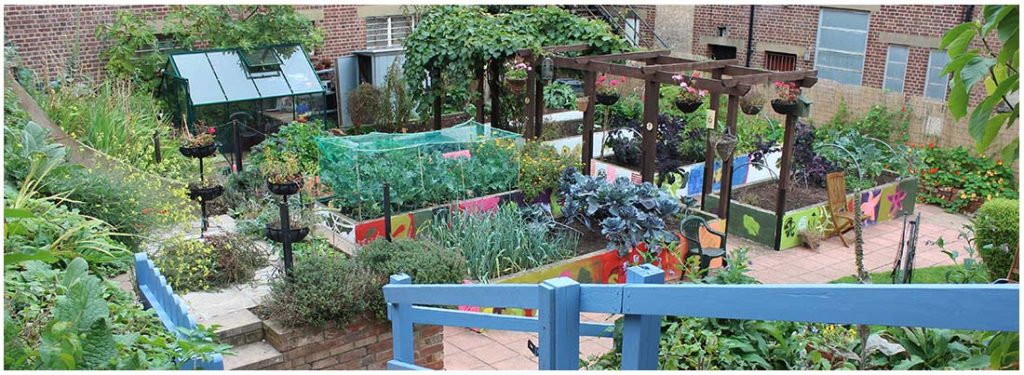 allotment full of home grown produce