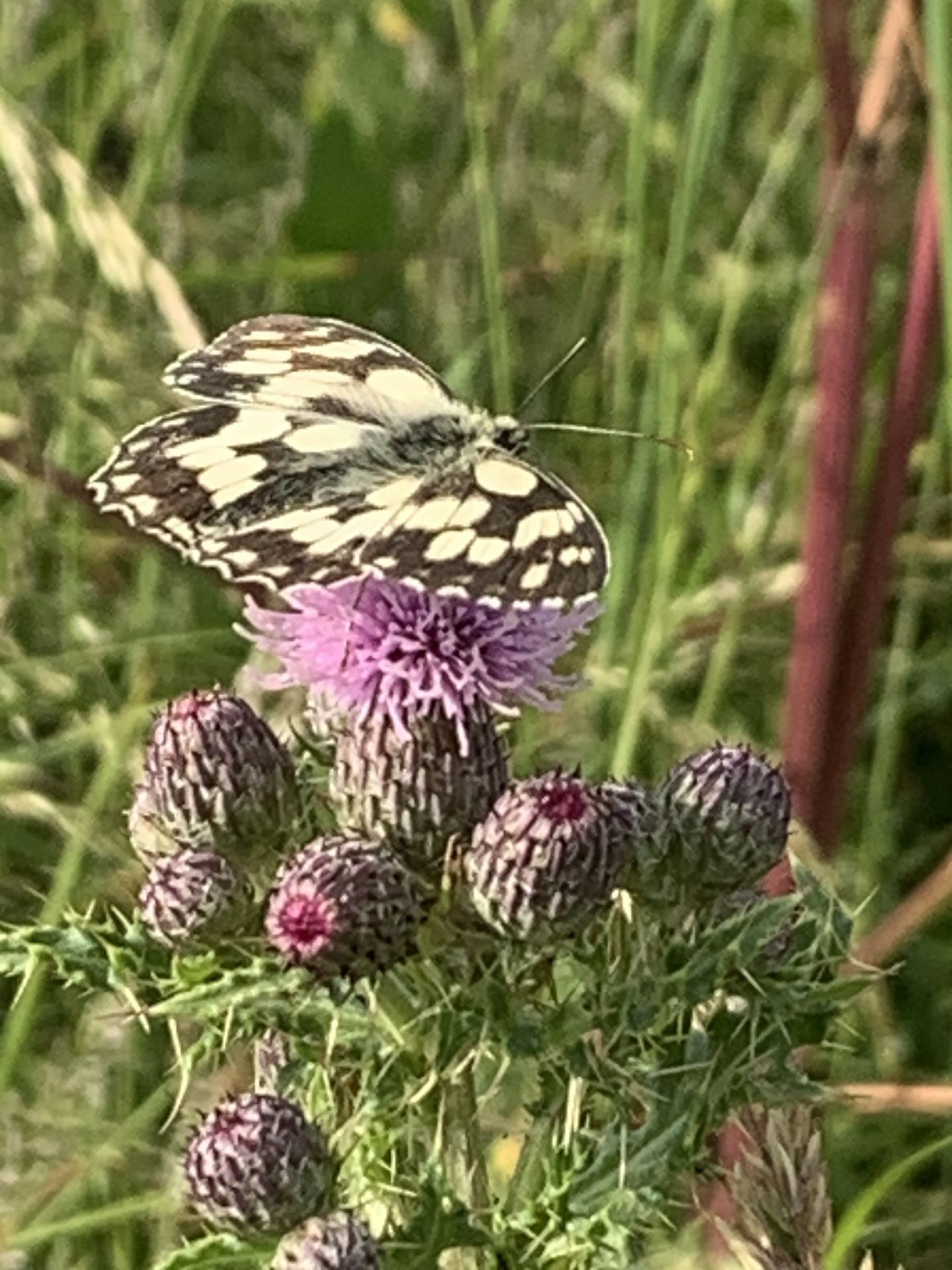 Creating a butterfly heaven: talk and community meal