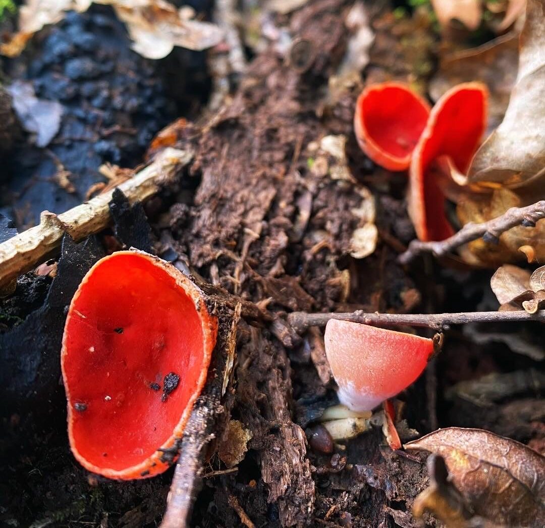 Fungi, makers and destroyers of homes talk and community meal