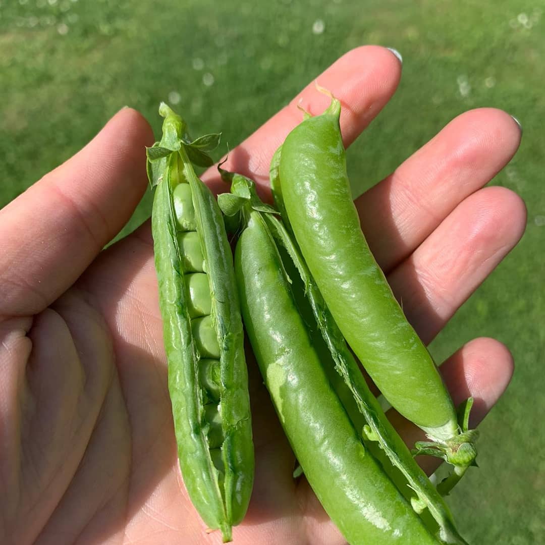 Save your seeds and share a meal